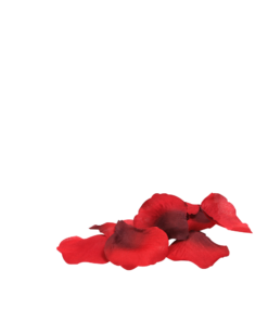 You & Me On A Bed Of Roses!